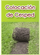 Colocacion de Cesped